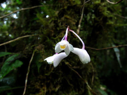 Dendrobium mutabile, photograph 6