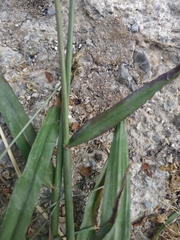 Paspalum dilatatum