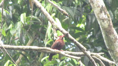 Galbalcyrhynchus leucotis