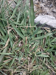 Paspalum dilatatum