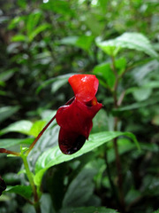 Impatiens rubriflora