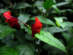 Impatiens rubriflora