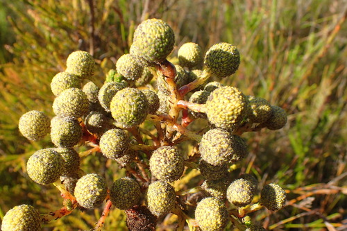 Berzelia intermedia (Berzelia intermedia)