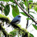 Indigo Flycatcher (Sumatran) - Photo (c) Jason Alexander, some rights reserved (CC BY-NC), uploaded by Jason Alexander