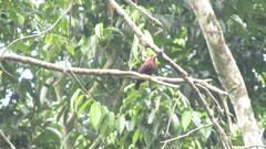 Galbalcyrhynchus leucotis