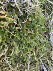 Selaginella underwoodii