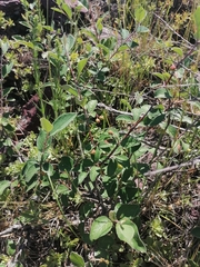 Cotoneaster melanocarpus