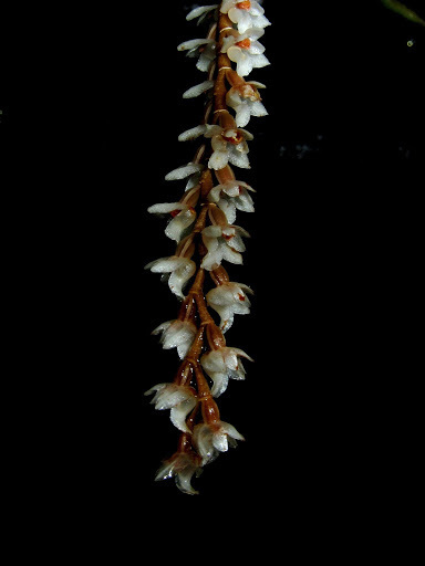 Coelogyne globosa
