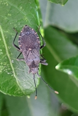 Hygia opaca