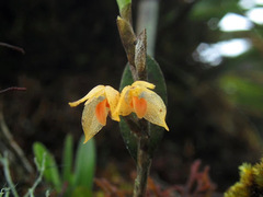 Bulbophyllum mutabile