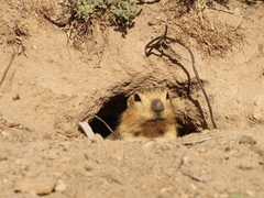 Spermophilus fulvus