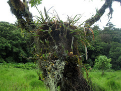 Bulbophyllum mutabile