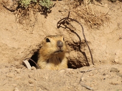 Spermophilus fulvus