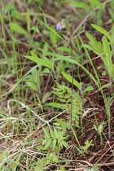 Polemonium caeruleum