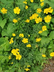 Ranunculus acris