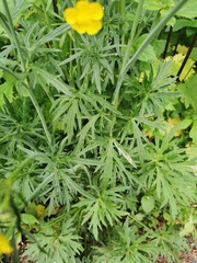 Ranunculus acris