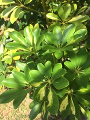 Image of Schefflera arboricola