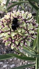Xylocopa tabaniformis androleuca