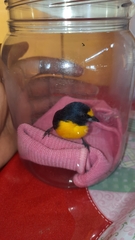 Euphonia minuta