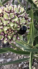 Xylocopa tabaniformis androleuca