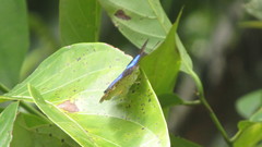 Doxocopa