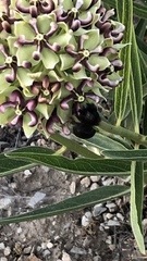 Xylocopa tabaniformis androleuca