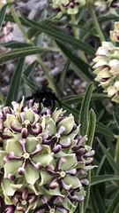 Xylocopa tabaniformis androleuca