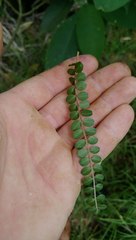 Sophora chathamica