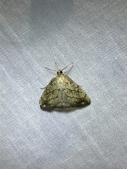 Evergestis pallidata