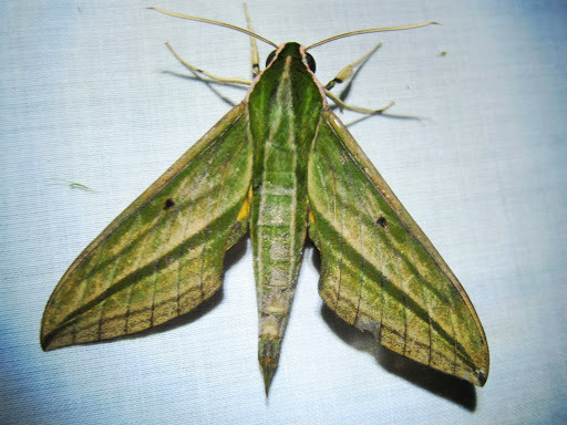 Cechenena pollux