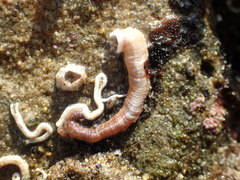 Petaloconchus montereyensis