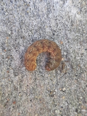 Euplexia benesimilis