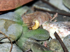 Lamprohiza mulsantii