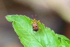 Hoplapoderus