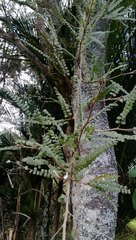 Sophora chathamica