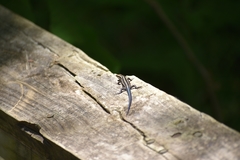 Plestiodon fasciatus