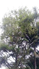 Sophora chathamica
