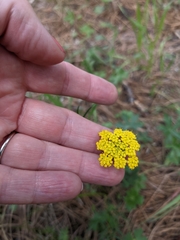 Pseudocymopterus