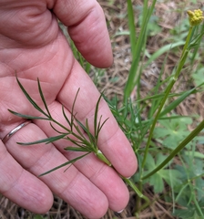 Pseudocymopterus