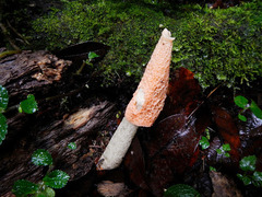 Phallus calongei