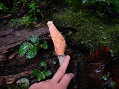 Phallus calongei