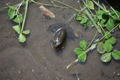 Lithobates catesbeianus