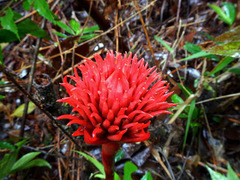 Etlingera