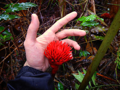 Etlingera