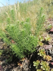 Veronica pinnata