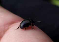 Chrysolina cerealis