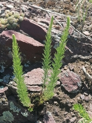 Veronica pinnata