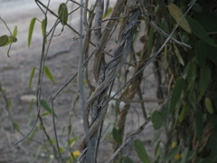 Pentatropis nivalis