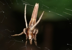Cyphalonotus