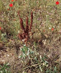 Orobanche gracilis